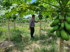 Perkuat Pangan Desa, Polsek Bangko Pusako Laksanakan Pembinaan di Pematang Damar