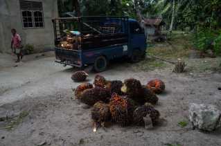 Harga TBS Kelapa Sawit Mitra Swadaya di Riau Capai Rp3.667 per Kilogram