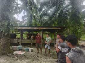 Bersama Peternak Sapi, Polisi Sampaikan Pesan Damai Pilkada