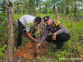 Jaga Alam dan Dukung Filosofi Kapolda Riau, Polsek Rimba Melintang Tanam Pohon Buah di Tiga Lokasi Berbeda