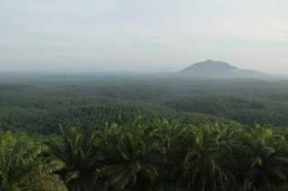 Tahun 2021 Lalu, Pendapatan Petani Plasma-KKPA PT EDI Naik Signifikan 