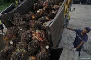 Produksi CPO Naik, Tapi Ekspor dan Konsumsi Dalam Negeri Malah Melorot