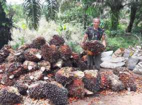 Harga TBS Kelapa Sawit Mitra Plasma di Riau Capai Rp3.674 per Kilogram