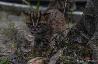 Sempat Ditawar Pedagang, Warga di Kampar Serahkan Anak Kucing Hutan ke BBKSDA Riau