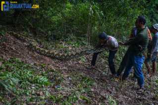 BBKSDA Riau Lepasliarkan Dua Ekor Ular Phyton Reticulatus