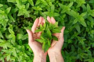 Ini 7 Manfaat Stevia bagi Kesehatan