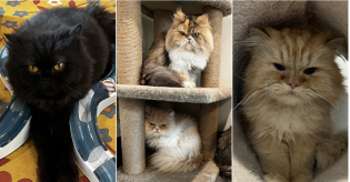 Kucing Kecipratan Warisan Rp 4,5 Miliar