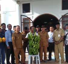 Berkat Support Wabup Bengkalis Gapoktan Sungai Meranti Sukses Budidaya Pisang Kapendis