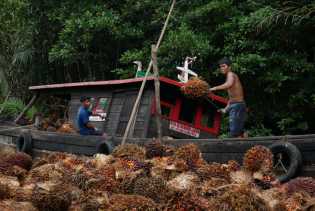 Produksi Minyak Sawit Indonesia Naik di Juni 2025, Konsumsi dan Ekspor Ikut Meningkat