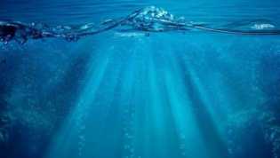 Heboh Penemuan Tulang Ikan Raksasa di Pantai Selayar, Giginya Setinggi Orang Dewasa!