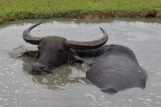 Terpapar Penyakit Ngorok, 88 Ekor Kerbau di Rohul Dipotong Paksa