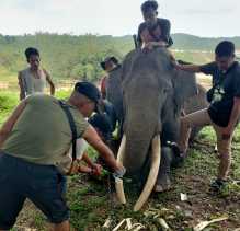 BBKSDA Riau Lakukan Pemotongan Gading pada 8 Gajah Binaan di PLG Minas