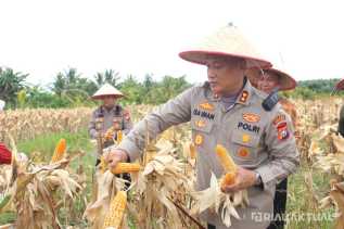 Panen Raya Jagung Capai 8 Ton per Hektar, Polres Rohil Penggerak Ketahanan Pangan di Riau