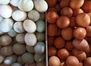 Telur Ayam atau Telur Bebek, Mana Lebih Sehat Buat Dikonsumsi?