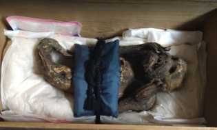 Peneliti Berhasil Pecahkan Misteri Mumi Putri Duyung