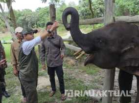 Tagar Save Tesso Nilo Menggema, Menhut Perkuat Langkah Selamatkan Habitat Gajah