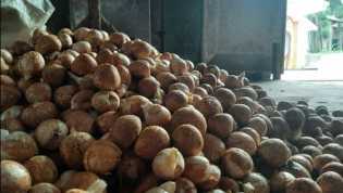 Harga Pinang Kering Masih Stabil, Berikut Harga Komoditi Perkebunan di Riau