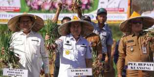 Gubernur Riau Hadiri Panen Raya Bawang Merah di Kuansing