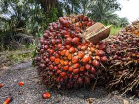 Periode 12-18 Maret, Harga TBS Kelapa Sawit Mitra Swadaya di Riau Turun Jadi Rp 3.616,46/Kg