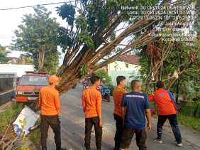 Waspada Banjir dan Pohon Tumbang, BPBD Pekanbaru Koordinasi dengan Pihak Terkait