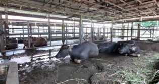 Gubernur Riau Sebut Wabah Penyakit LSD Masuk di Delapan Kabupaten Kota