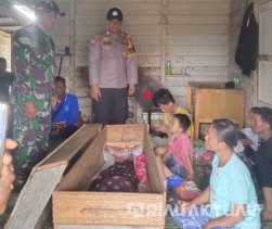 Harimau Sumatera Terkam Pekerja Sawit di Siak, Kepala Putus