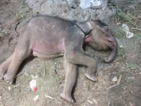 Anak Gajah Sumatera yang Dievakuasi di Kampar Mati, BBKSDA Riau Ungkap Penyebabnya