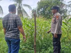 Jagung Jadi Fokus Tanaman Polsek Tambang Dukung Ketahanan Pangan Bergizi