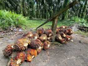 Usai Lebaran Harga TBS Swadaya Turun, Capai Rp3.293 per Kilogram