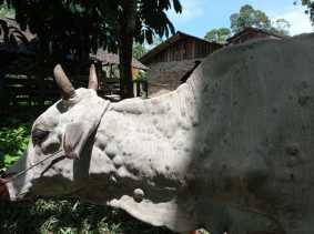 84 Persen Sapi di Riau yang Terpapar LSD Sembuh