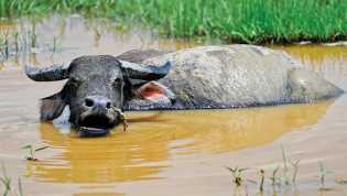 Ini Hasil Investigasi Tim Dinas PKH Riau Terkait Penyakit Ngorok di Rohul