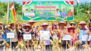 Dukung Program Ketahanan Pangan Nasional, Wabup Syafaruddin Poti Hadiri Kegiatan Panen Jagung BUMDes Maju Bersama Desa Kepenuhan Hilir