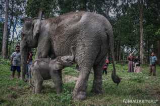 Kado Terindah untuk Alam: Kelahiran Bayi Gajah Sumatera di TWA Buluh Cina