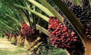 Harga TBS Sawit Riau Terus Naik, Ini Rincian Harga untuk Petani