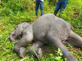 Kabar Duka, Anak Gajah di PLG Minas Riau Ditemukan Mati