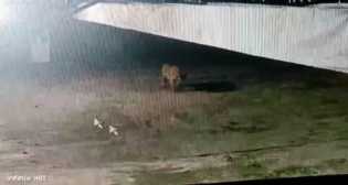 Kota Siak Waspada Kemunculan Harimau, KSDA Riau Pasang Box Trap