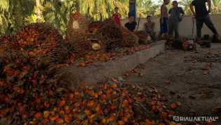 Harga TBS Kepala Sawit Pekan Ini Capai Rp2.662 per Kilogram