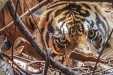BKSDA Riau Pasang Dua Kamera Trap dan Siapkan Kandang Jebakan Harimau di Siak