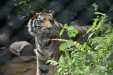 BBKSDA Riau Lakukan Ini Pasca Warga Tewas Diterkam Harimau Sumatera